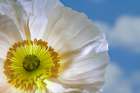 USA, Washington State, Seabeck. White poppy flower close-up. Art Print